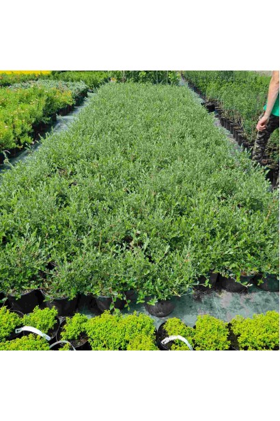 Ива пурпурная